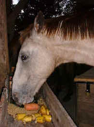 horse food in the tropical rainforest