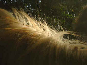 Costa Rica volunteer programm result 6