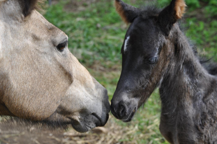 Alisha Pitufa's filly - Smiling Horses Monteverde