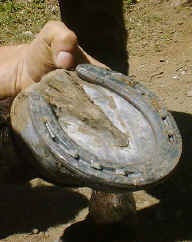 horse hoof shoeing 1