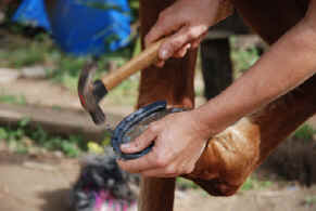 Sabine shoeing horses in Monteverde 1